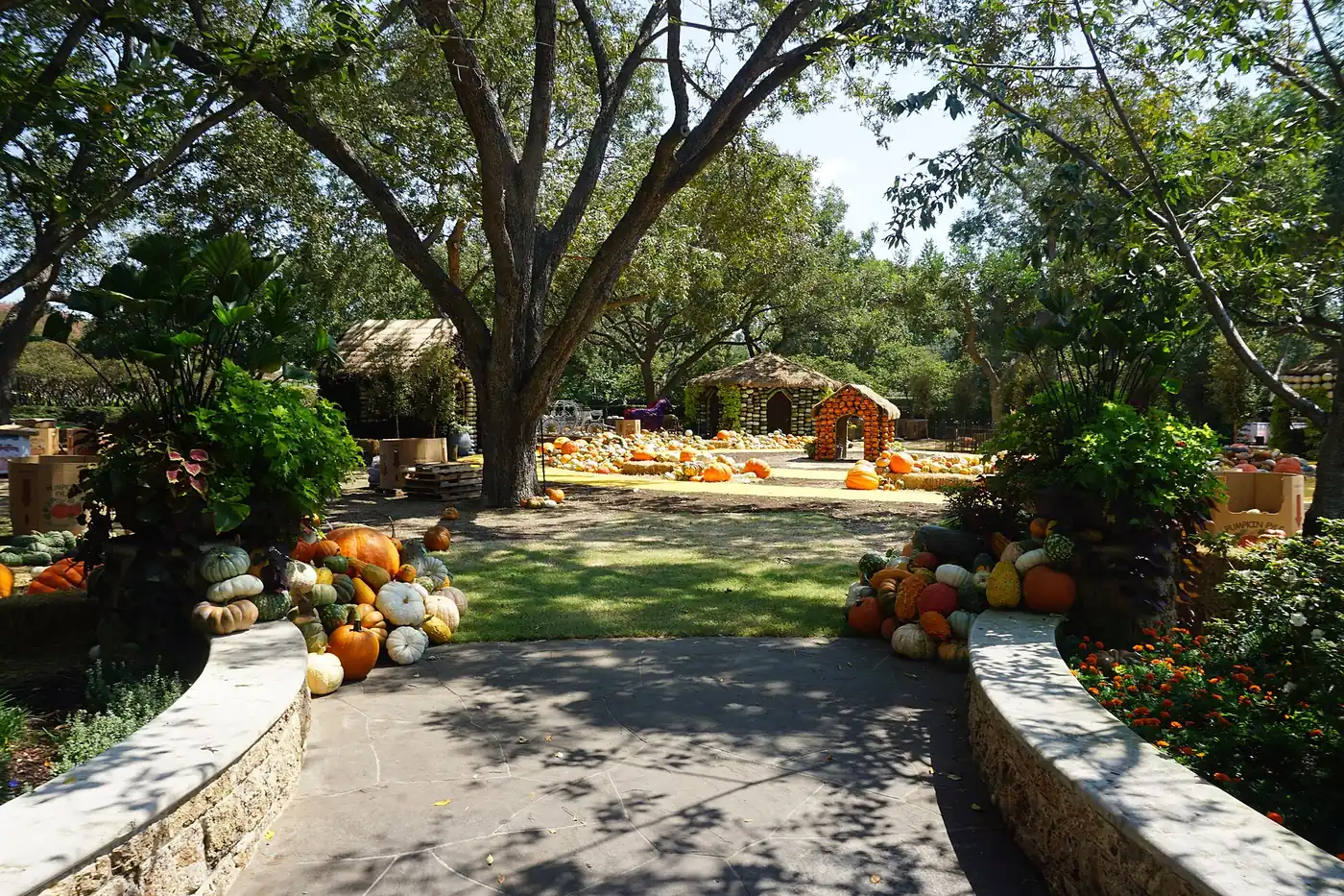 Pumpkins and gourds stacked along a stone path at Pumpkin Village in the Dallas Arboretum, with a small pumpkin house in the background