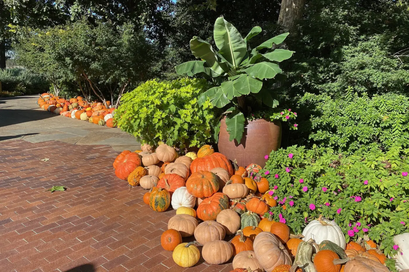 Orange and white pumpkins stacked along a brick path among fall plants at the Dallas Arboretum
